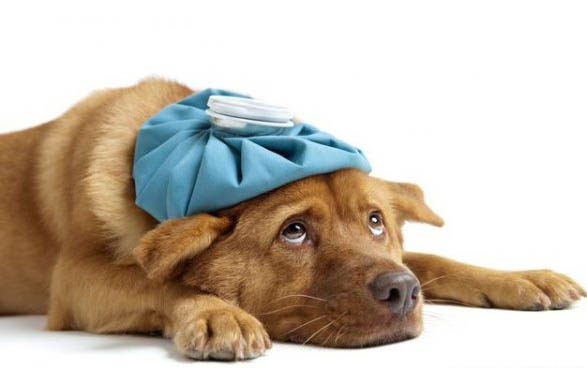 狗狗得了犬瘟需要隔離多久