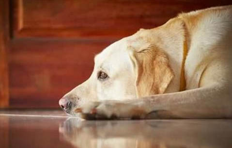 狗狗得了犬瘟還能活嗎?