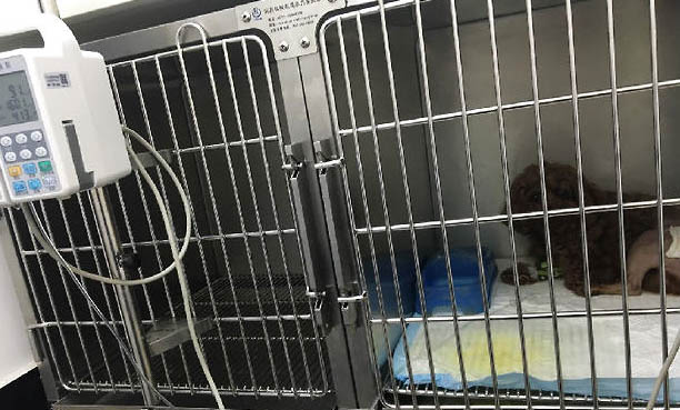 怎么樣才能看出狗餓了呢