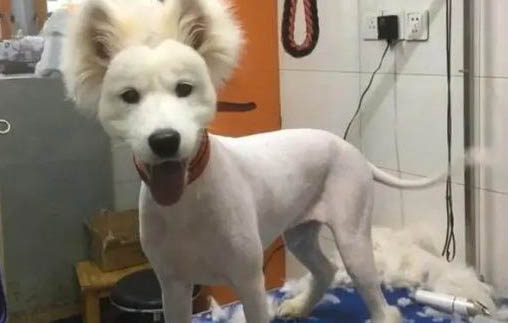狗狗怎么裁耳