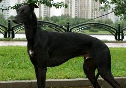 格力犬價格一般多少錢一只？