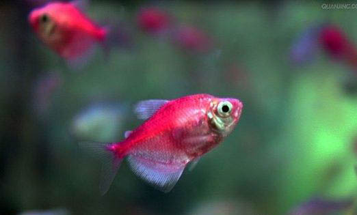 熱帶魚缸養水的正確方法