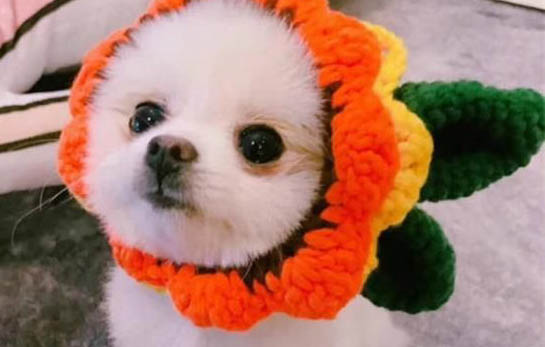 狗狗得細小病毒剛好可以喝水嗎