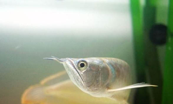 金龍魚一年能長多大