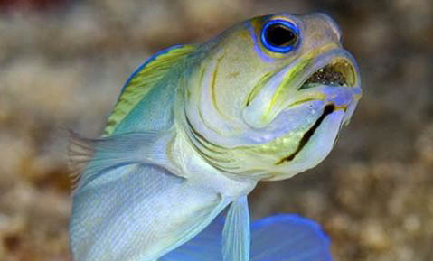 殺手螺可以和魚混養嗎