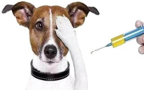 狗狗換了新環境不拉不尿怎么辦
