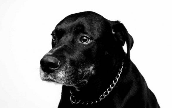 棉花面紗犬哪里有賣