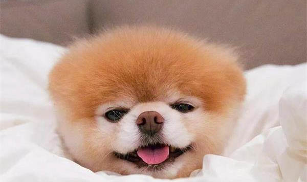 冬天狗狗穿衣三大注意事項