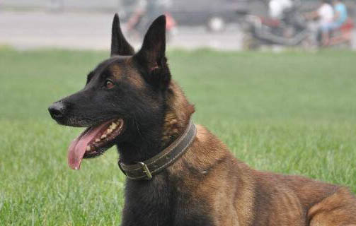 如何辨別馬犬真假?