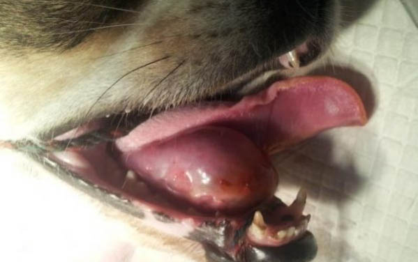 狗狗犯錯(cuò)冷落多久合適