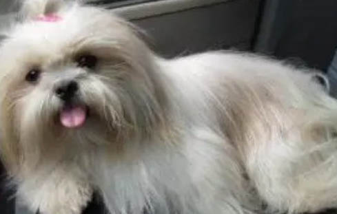 西施犬的優(yōu)點(diǎn)與缺點(diǎn)