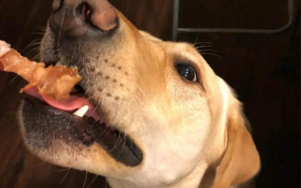 狗狗吃了驅蟲藥后的三種常見反應|成犬飼養