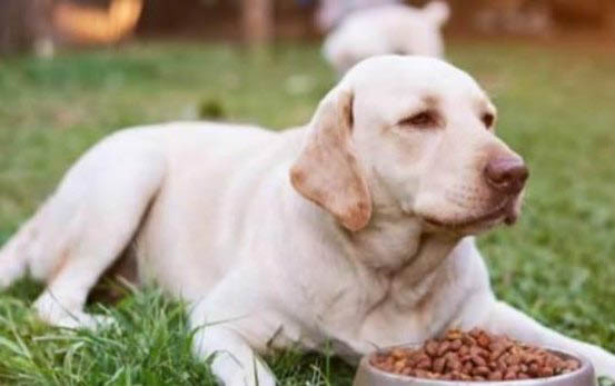 犬狗阿維菌素中毒能自己好嗎
