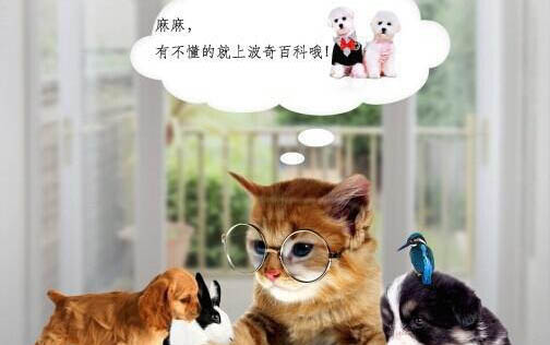 母狗發情期一般是什么時候