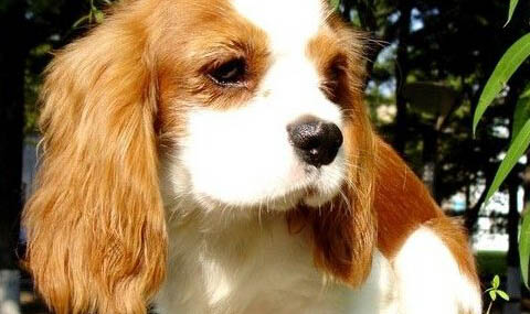 田野小獵犬的眼睛看不見東西了