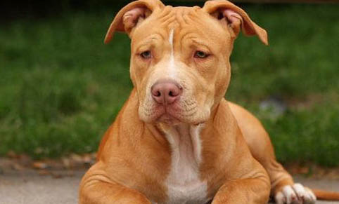 比特犬和藏獒哪個厲害？
