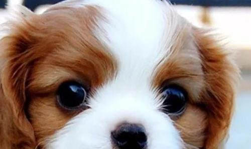 西班牙小獵犬找兔