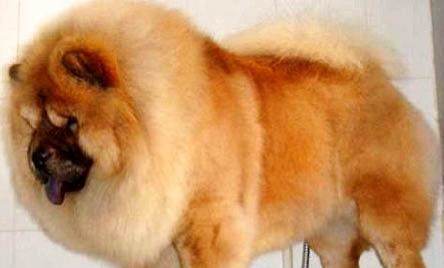 松獅犬和哈士奇哪個好養