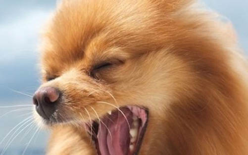 狗狗怎么預防細小和犬瘟