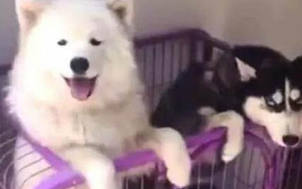 如何給薩摩耶狗狗剪毛