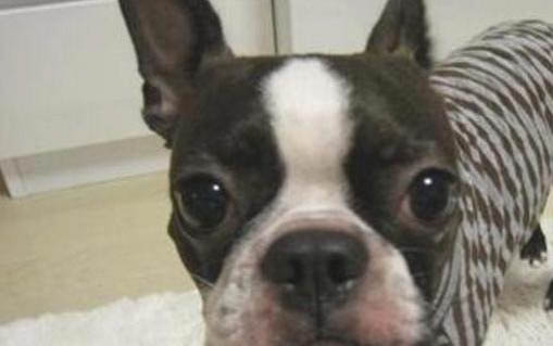 犬瘟熱反復一般需要多久完全恢復
