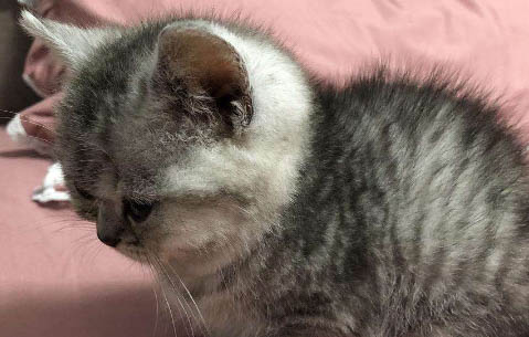 貓咪杯狀皰疹潛伏期多長時間