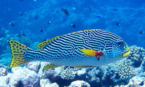 冬季釣鱸魚(yú)釣多深水