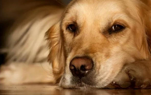 狗狗急性腸胃炎會死嗎