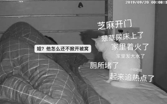 兩個月的小貓能吃雞蛋黃嗎