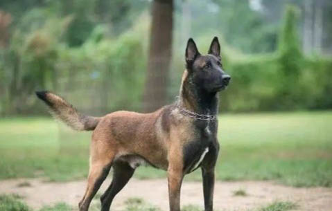馬犬和德牧哪個(gè)好