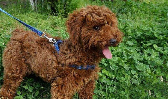 貴賓犬吃米飯能活多久