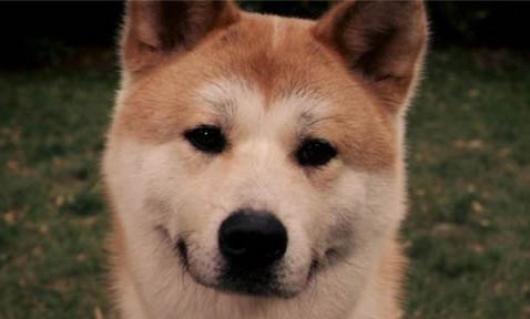 秋田犬被禁養的原因是什么？