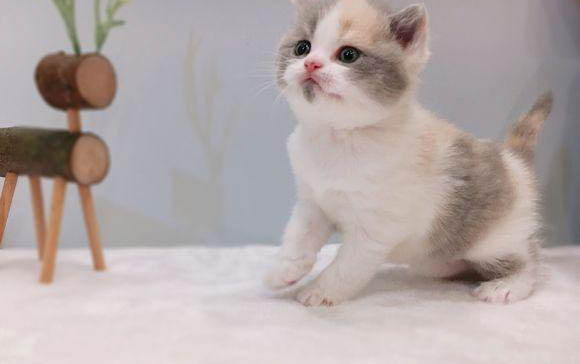 懷孕期間的貓咪可以洗澡嗎?