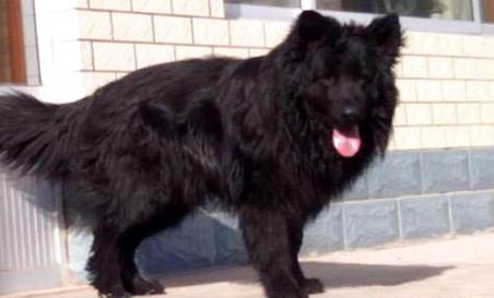為什么黑熊犬不是名犬