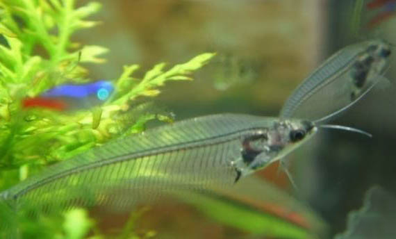 玻璃貓魚吃蝦嗎?
