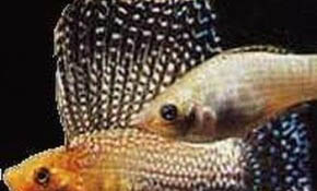 養(yǎng)錦鯉魚(yú)缸里用放鹽嗎