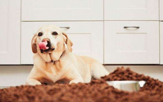 拉布拉多是大型犬嗎為什么