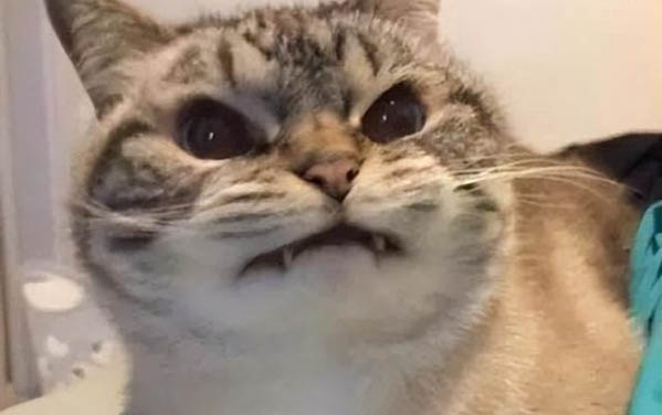 一個月小貓感冒了怎么辦呢
