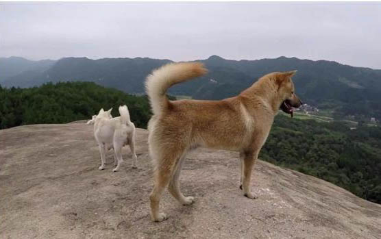柴犬可以在東北室外養嗎
