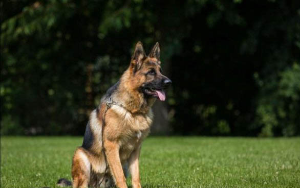 適合獨居女生養(yǎng)的護衛(wèi)犬有哪些?