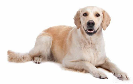 拉布拉多幼犬拉稀嘔吐