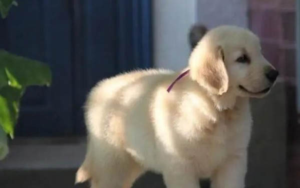 狗狗細小好了為什么還吐