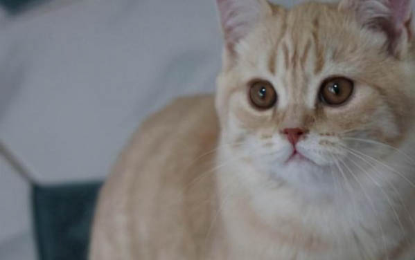 英短貓為什么容易猝死