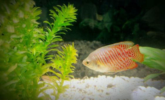 淡水魚有哪些