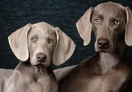 普羅特獵犬不停打噴嚏怎么回事