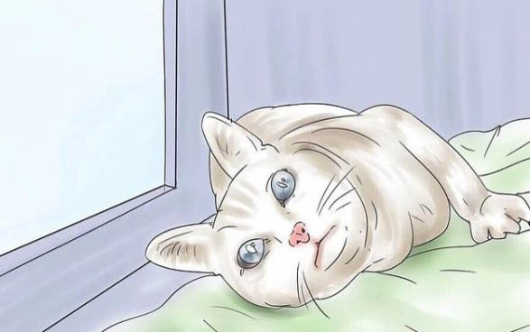 貓咪可以直接吃生雞蛋嗎