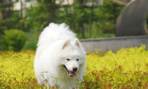 狗狗剪毛造型