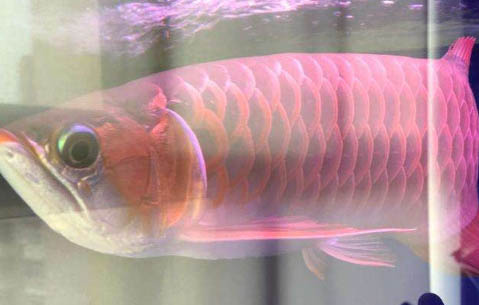家中養魚幾條合適