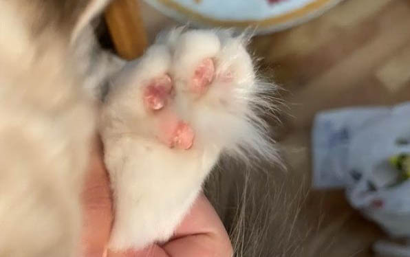 請問貓咪嘔吐的原因及處理方法?