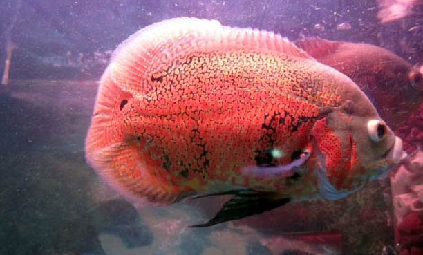 去除魚缸水垢最快的方法